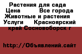 Растения для сада › Цена ­ 200 - Все города Животные и растения » Услуги   . Красноярский край,Сосновоборск г.